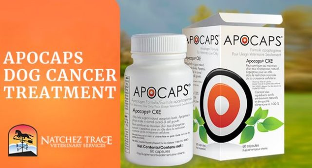 Image for Apocaps For Dog Cancer Supplement