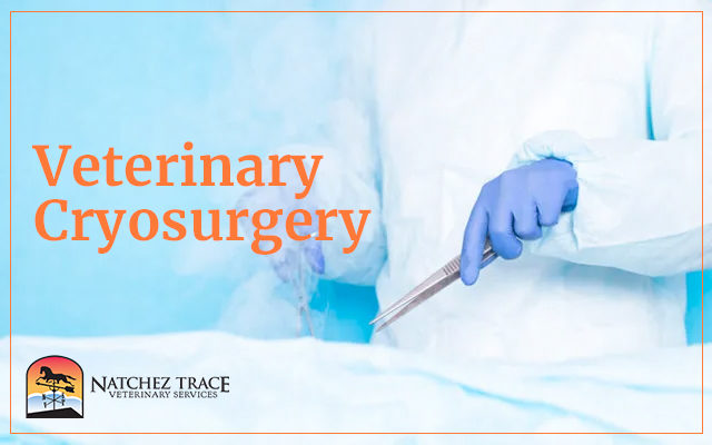 Veterinary Cryosurgery
