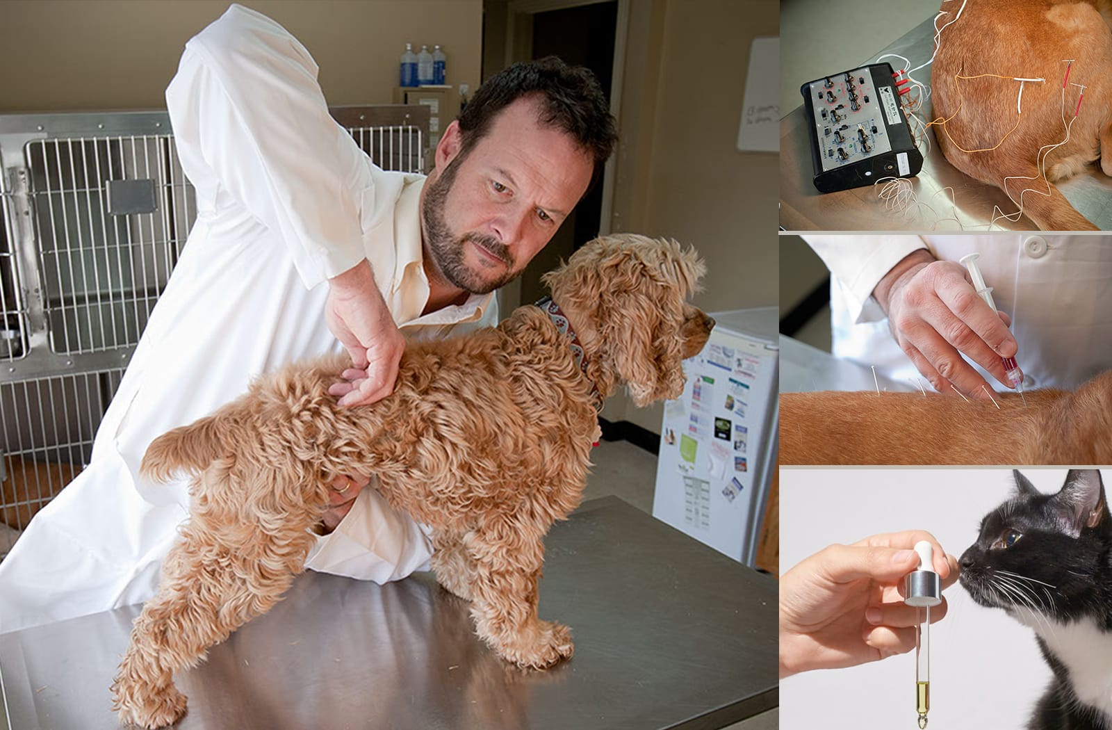 Marc Smith veterinarian holistic pet care