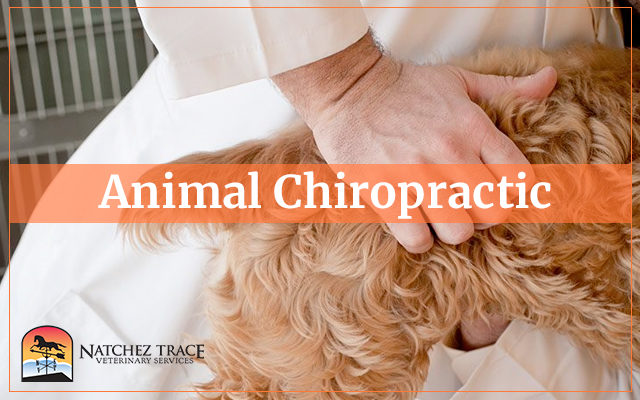 Animal Chiropractic 640X400 1