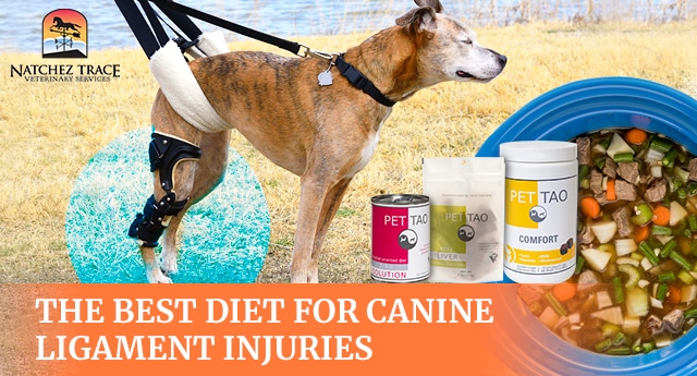 Canine-ligament-injury-diet