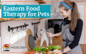 Eastern Food Therapy for Pets