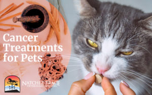 Pet Cancer Treatments in Nashville, TN