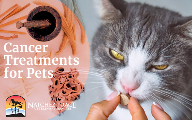 Cancer Treatments at Natchez Trace Veterinary Services in Nashville, TN