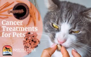 Cancer Treatments for Pets
