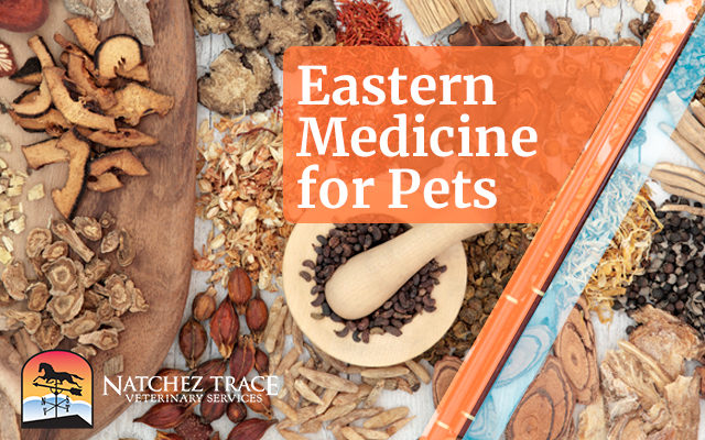 Eastern Medicine for Pets