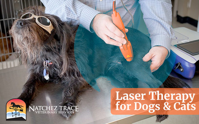Laser Therapy for Dogs & Cats