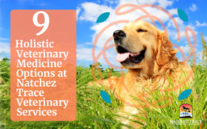 9 Holistic Veterinary Medicine Options in Nashville, TN