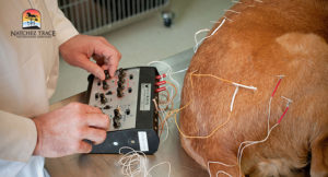 Acupuncture electroacupunture