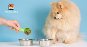 Calories for Weight Reduction in Dogs