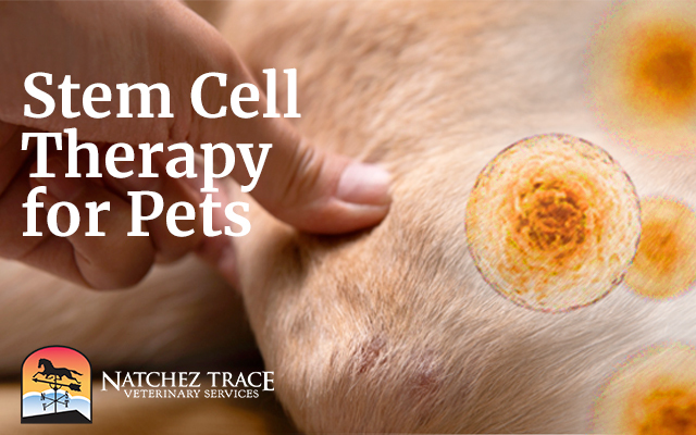Stem Cell Therapy for Dogs & Cats: Advanced Healing Solutions