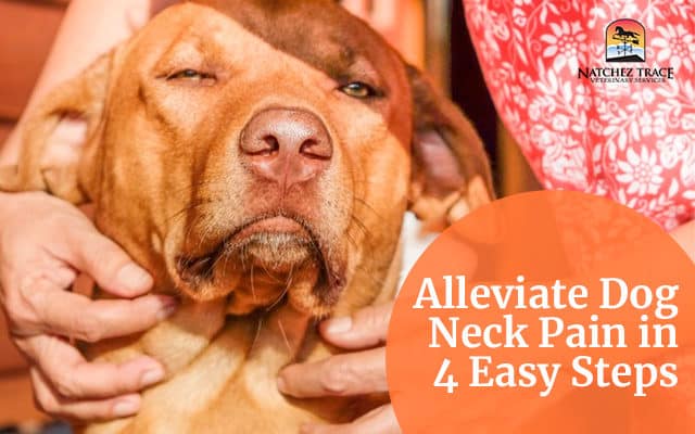 Alleviate-dog-neck-pain