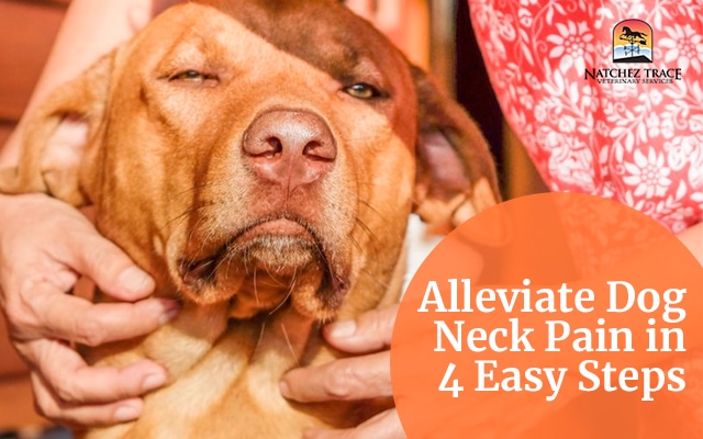 how-to-effectively-alleviate-dog-neck-pain-in-4-easy-steps-marc-smith-dvm