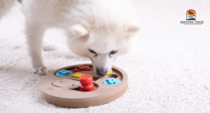 dog solving a puzzle