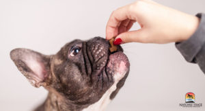 oral medicine and natural supplements for ligament or tendon injuries in dogs