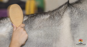 owner brushes dog's fur
