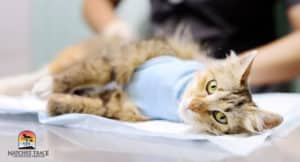Surgery Treatment for hypothyroidism cats