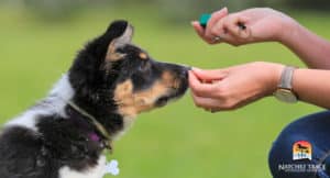 Training Calm agression in dogs