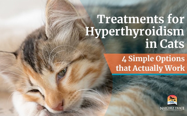 Treatment-for-hypothyroidism-cats
