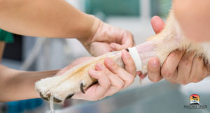 vascular ingrowth for ligament or tendon injuries in dogs