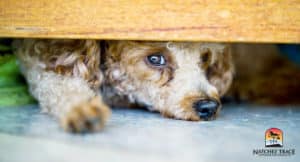 aches and discomfort in dogs