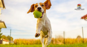 dog running with a ball in mouth