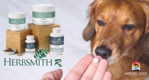 dog taking a medicine