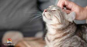 we understand Treatment for hypothyroidism cats