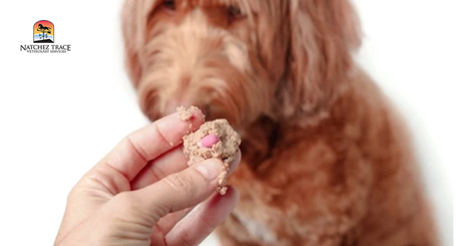 Picture of How Important is L-Glutamine for Dogs with IBD? - Marc Smith DVM