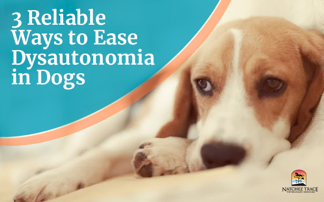 Dysautonomia in Dogs