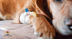 Fluid Therapy Dysautonomia in Dogs