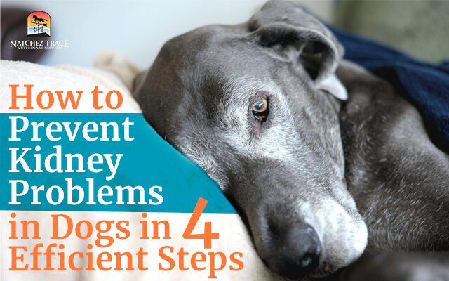 Dog lying and in pain from kidney problems