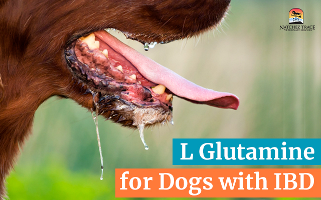 L Glutamine for Dogs with IBD