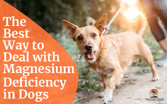 Magnesium deficiency in dogs