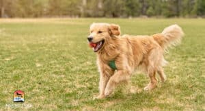 healthy dog running in field