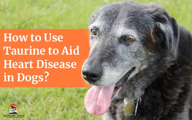 Taurine to aid heart disease in dogs