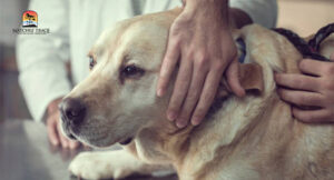 Dog treated by vet
