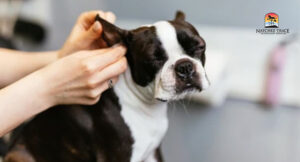 Vinegar Ear Cleaning for dogs