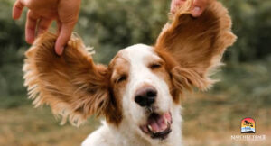 Dog Ear Infection