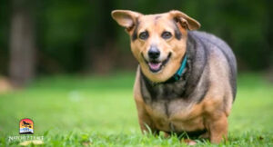 Cushing's disease in dogs