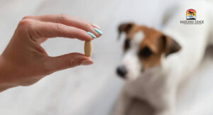Human giving medicine to dog