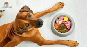 dog and food bowl