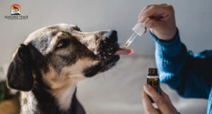 Administering herbal medicine to dog