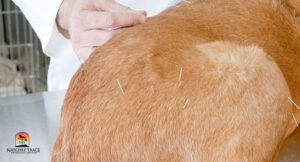 Dog acupuncture