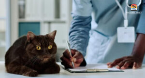 Cat sitting on table and vet technician writing