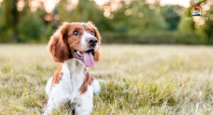 Happy dog in a field