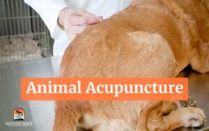 Animal Acupuncture in Nashville, TN