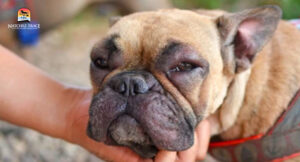 Weak dog suffering from lepto vaccine side effects