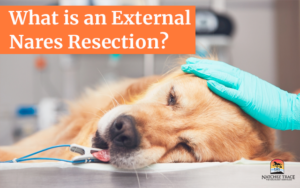 Dog-external-nares-resection