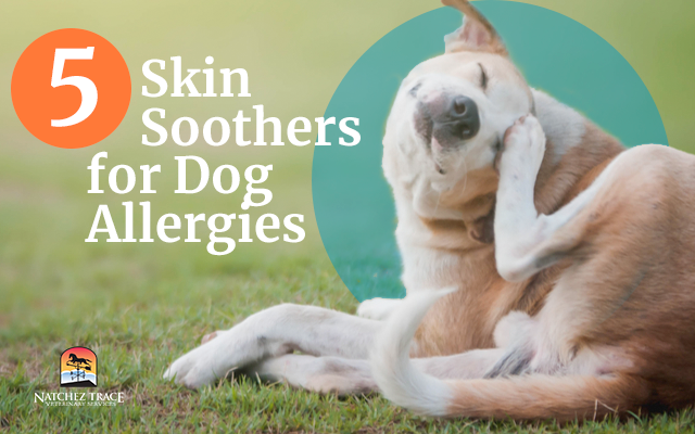 Skin Soothers for Dog Allergies